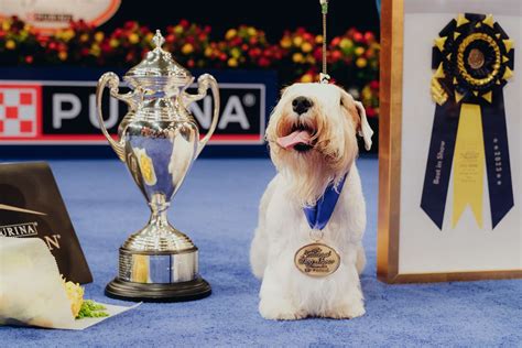 Stache the Sealyham Terrier Wins the 2023 National Dog Show