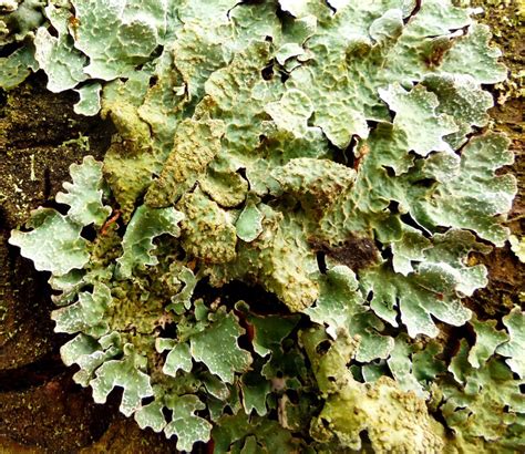 Parmelia sulcata – foliose lichen | Dr M Goes Wild