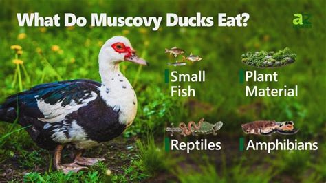 What Do Muscovy Ducks Eat? - A-Z Animals