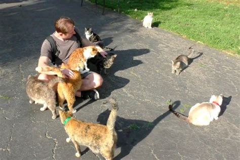 Guy Spends a Day in Cat Paradise to Hang Out with Hundreds of Rescue Kitties - Love Meow