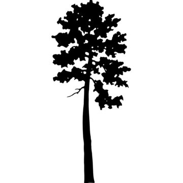 Juniper Tree Silhouette PNG And Vector Images Free Download - Pngtree