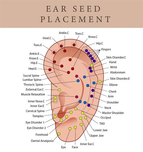 Printable Ear Seed Placement Chart Comprehensive Acupuncture Ear Chart ...