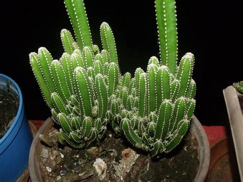 Cereus tetragonus or Fairy Castle Cactus | Mini cactus plants, Cactus types, Cactus plants