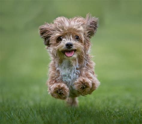 The top 20 cutest dog breeds in the world, ranked according to science - Country Life