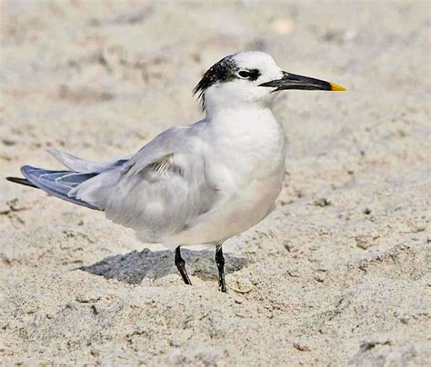 One Jackdaw Birding: Terns, Gulls, Sanderlings, Willet, Northern Gannet on the shores of Sanibel ...