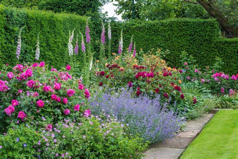 English Garden with Lush Green Hedge and Colorful Flowers