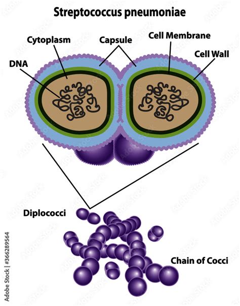 Bacteria cell of streptococcus pneumoniae labeling cell structures of cytoplasm, DNA, capsule ...