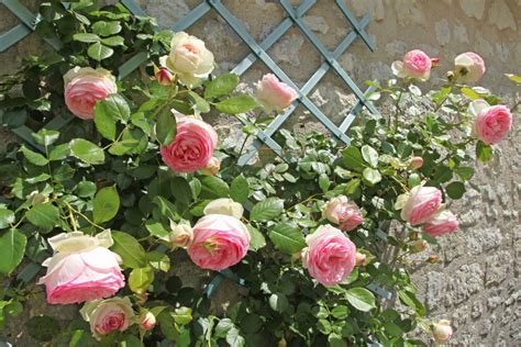 The best climbing plants for shade - David Domoney