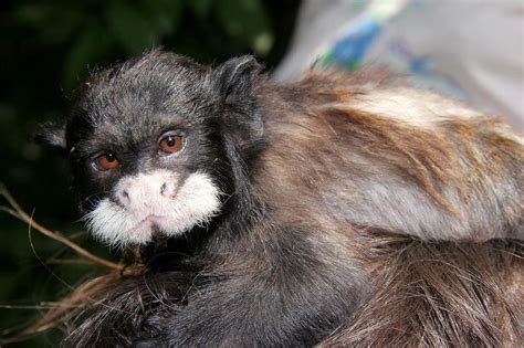 Baby Tamarin Monkey | Found in the Peruvian Amazon | cowyeow | Flickr