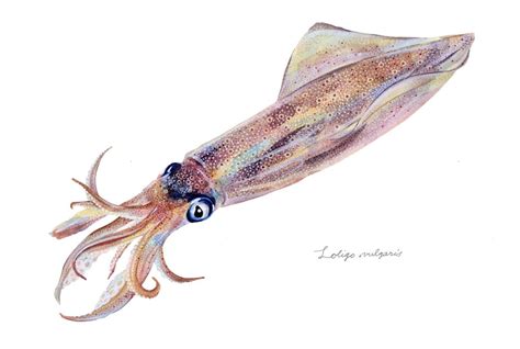 Loligo vulgaris / European squid Watercolor Animals, Watercolor ...