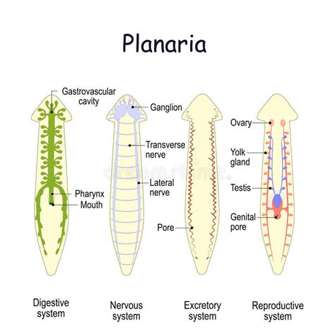 Planarian Stock Illustrations – 30 Planarian Stock Illustrations ...