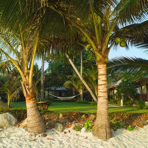 Hammock with palm trees on a beautiful beach at sunset — Stock Photo ...