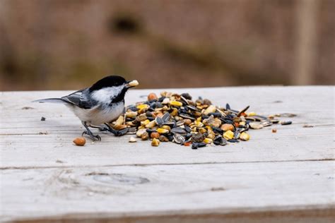 463,129 Birds Eating Royalty-Free Images, Stock Photos & Pictures ...