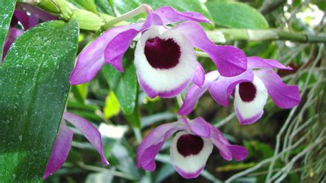 Dendrobium nobile Lindl. | Plants of the World Online | Kew Science