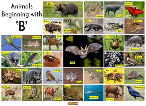 Animals beginning with w information | Kurtik