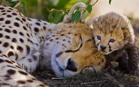 Cheetah Cubs Sleeping