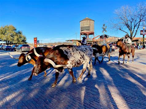 Why You Should Visit Fort Worth, Texas and Watch a Cattle Drive Cross Country Road Trip, Country ...