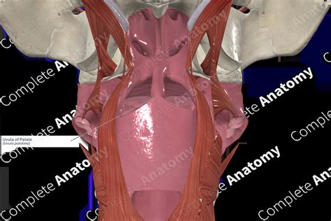 Uvula of Palate | Complete Anatomy