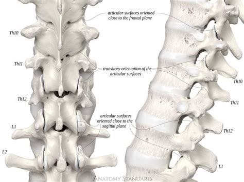 The thoracolumbar spine | Joint, Spines, Thoracic