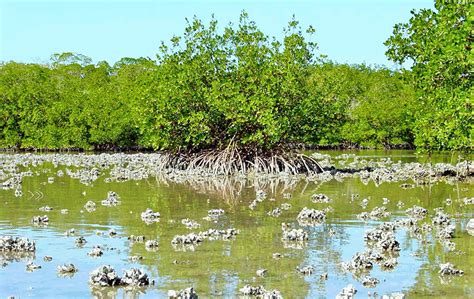 Estuaries - What is an estuary?