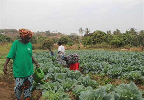 Sierra Leone | FAO | Food and Agriculture Organization of the United ...