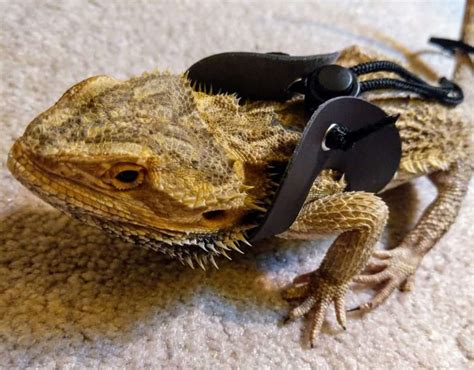 Want to walk your bearded dragon with a harness and leash? Read this first! - Beardie Bungalow