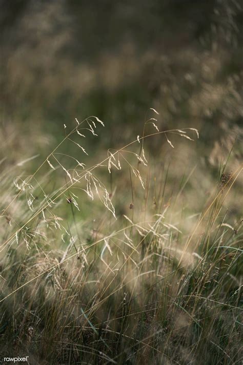 Closeup of dry grass background | premium image by rawpixel.com / Jack Anstey | Grass background ...