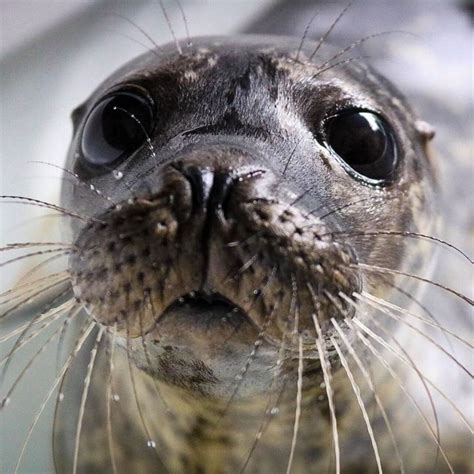 30 Pics Of Seals That Are Basically ‘Sea Puppies’ Shared By This Rescue Charity In Ireland ...