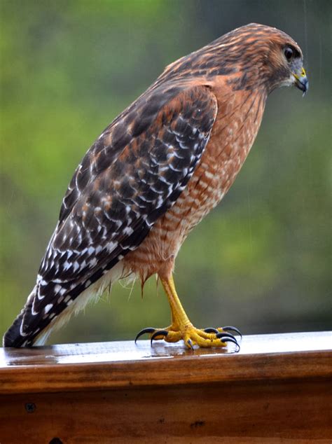 Red and the Peanut: Red-shouldered Hawk in the rain...and on our deck...