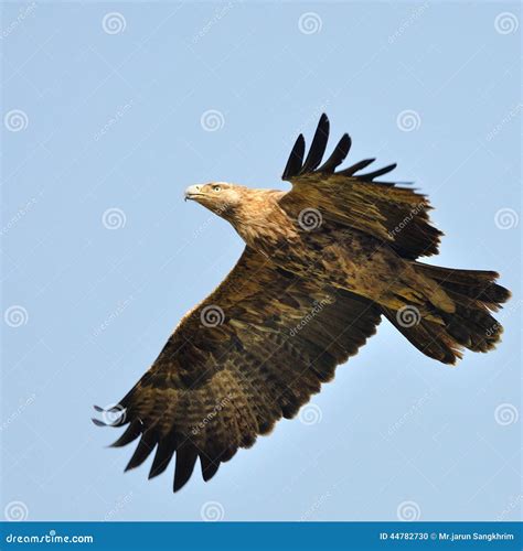 Imperial Eagle stock photo. Image of carnivore, beak - 44782730