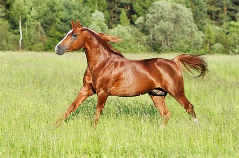 Are Chestnut Horses Crazy? Not Necessarily, Scientists Say – The Horse