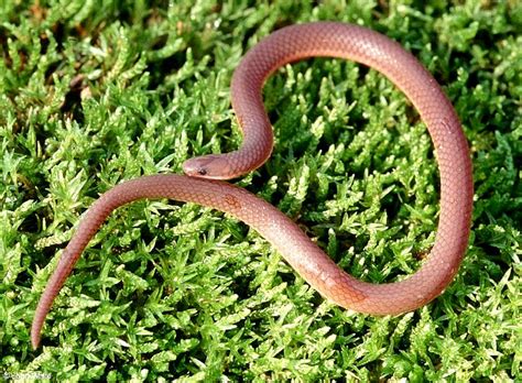 Eastern worm snake - Alchetron, The Free Social Encyclopedia