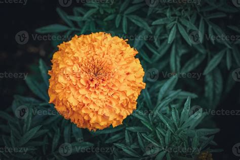 African marigold flower in a garden 1990394 Stock Photo at Vecteezy