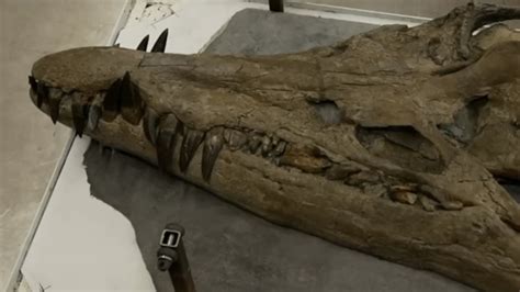 Giant skull of sea monster pliosaur discovered in Dorset cliffs | The Weekly Times