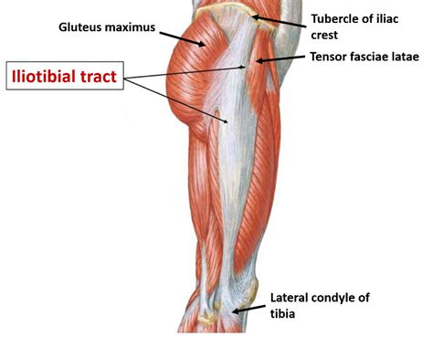 Deep Fascia of Thigh- Fascia Lata – Anatomy QA