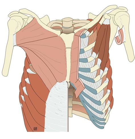 Thorax Anatomy Muscle - vrogue.co