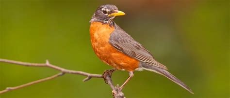 Robin Lifespan: How Long Do Robins Live? - A-Z Animals