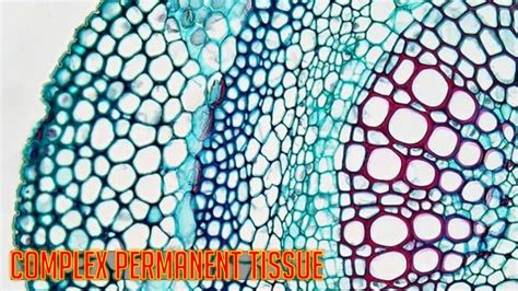 Complex Permanent Tissue Notes | Free Biology Study Materials - Rajus Biology