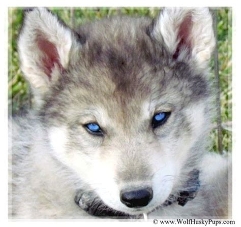 Siberian Husky Timber Wolf Cross Puppy in Utah :) | Wolf dog, Wolf dog puppy, Puppies