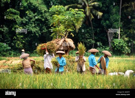 harvest of rice island of bali indonesia Stock Photo - Alamy