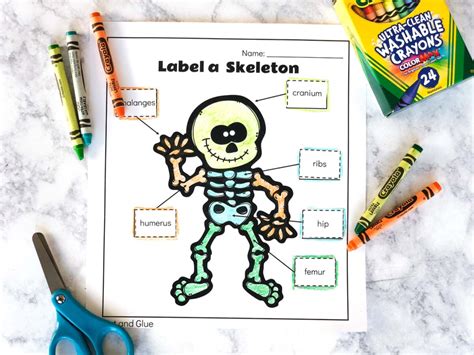 Lable Skeleton / The human skeleton consists of 206 bones. - Janainataba