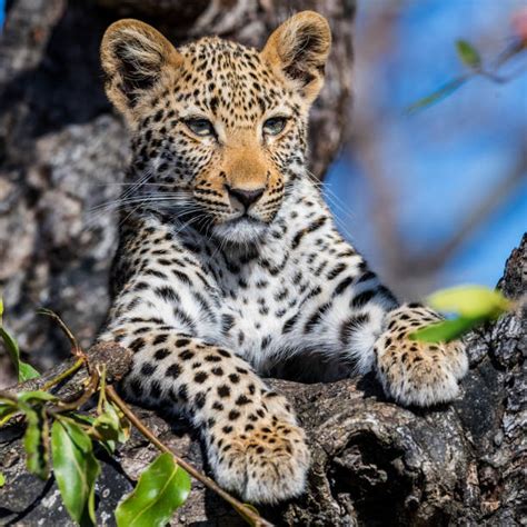 Leopard Cubs Stock Photos, Pictures & Royalty-Free Images - iStock