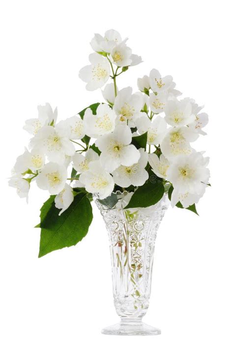 Jasmine Bouquet In The Vase Stock Photos - Image: 9997253