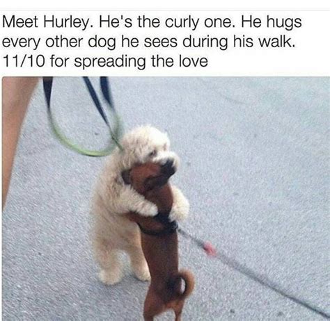 Hurley the hugging dog. | Funny animals, Cute dogs, Cute animals