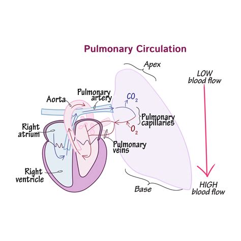 Physiology Glossary: Pulmonary Circulation | ditki medical & biological sciences