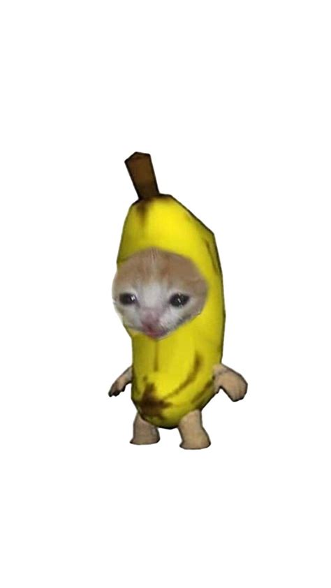 #banana | Cat facts, Cat crying, Cat face