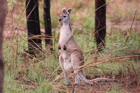 Antilopine Kangaroo (Macropus antilopinus) · iNaturalist NZ