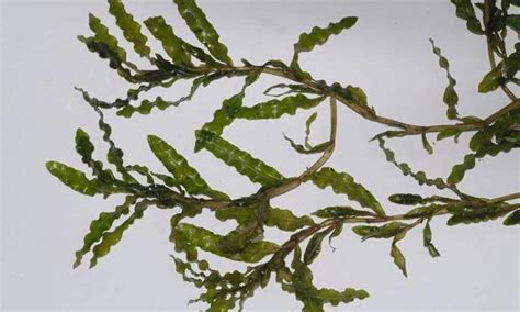 Curly-leaf Pondweed — Adirondack Watershed Institute