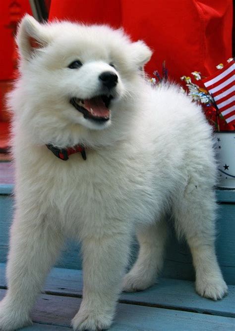 40 Best White Dog Names for a Cute Puppy (From Albus to Whitey) | PetHelpful