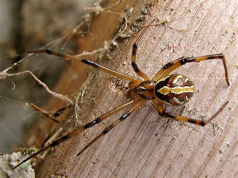 Black Widow Spider male - Latrodectus hesperus - BugGuide.Net